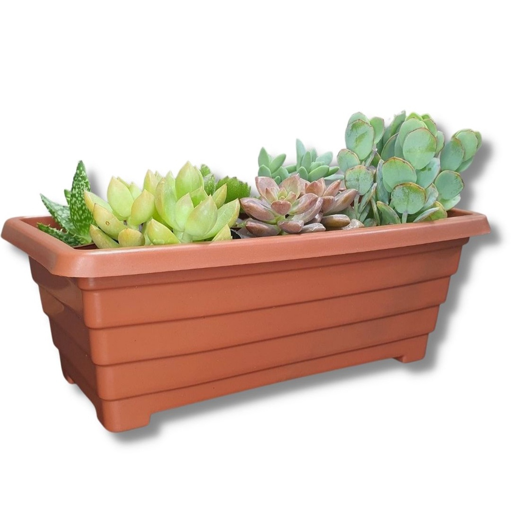 Mini Floreira 20cm Jardineira Para Plantas Suculentas Cactos em Oferta na Shopee
