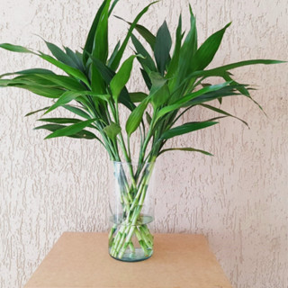 Kit Bambu da sorte  -08 hastes - 45cm.