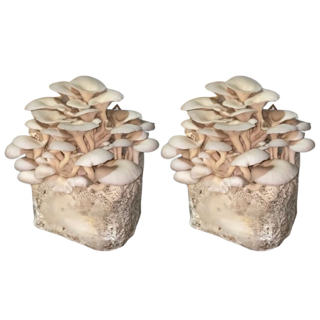 2 Blocos De Cultivo De Cogumelos Shimeji Direto Do Produtor - Uma Experiência de Fungicultura de Precisão: Dicas de Cultivo, Colheita Fresca, Sustentabilidade, Receitas e Muito Mais