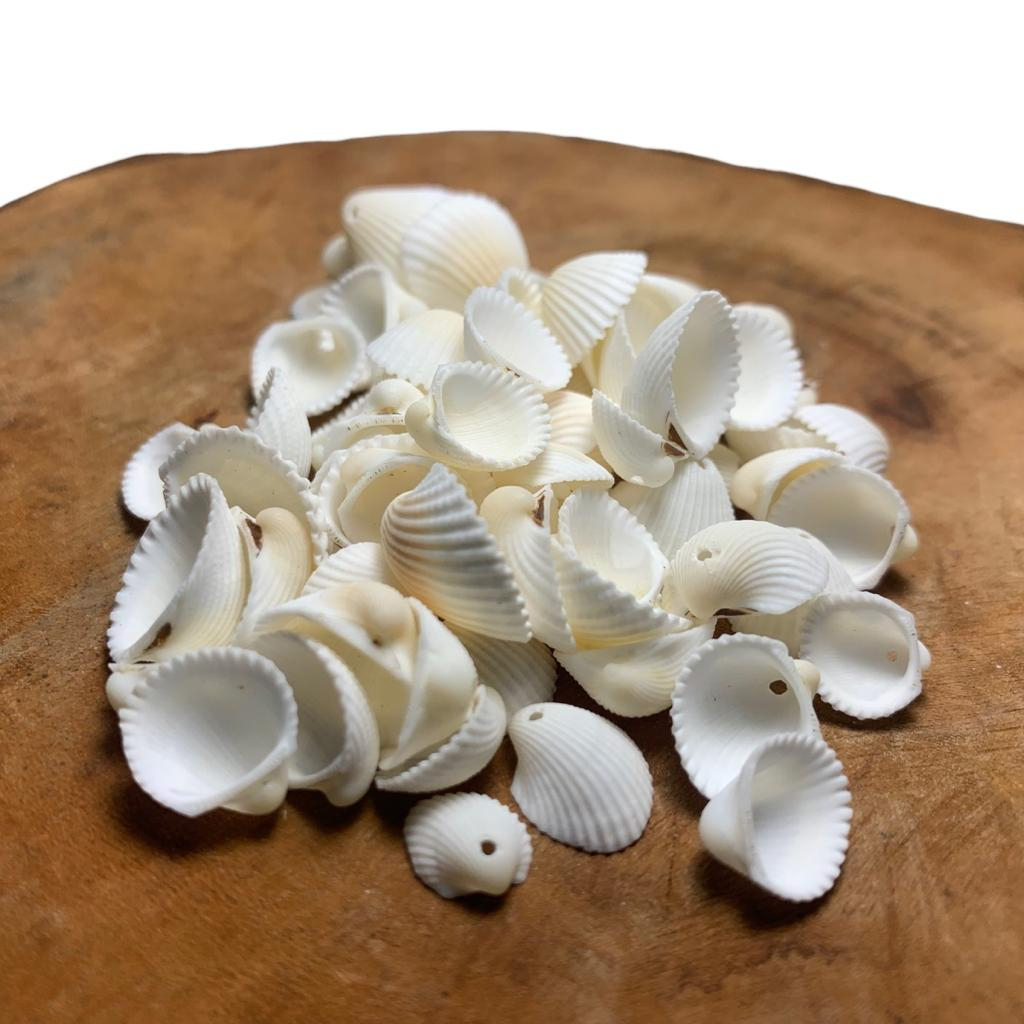 Conchas Marinha C/Furo Artesanato Natural Mar Berbigão Pequenas Miúdas 50 Unidades em Oferta na Shopee