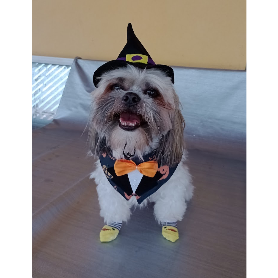 Fantasia Pet Halloween macho chapéu smoking cachorro gato