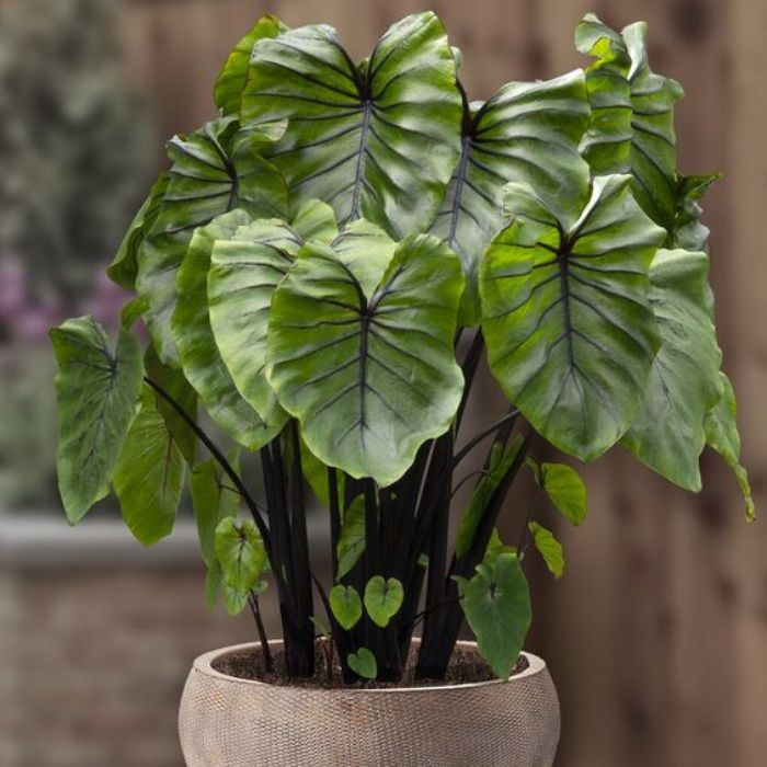 100 sements caladio thunder bolts com manual de cultivo