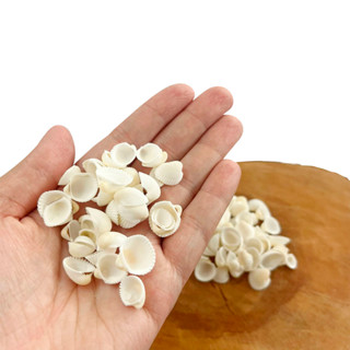 Conchas Do Mar Marinha Berbigão Natural Pct/ 50un P/ Decoração e Artesanato