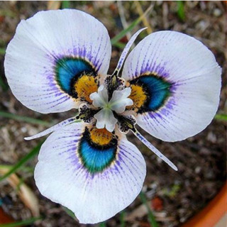 340 sementes Raras De Orquídea Borboleta para vasos e jardins k8
