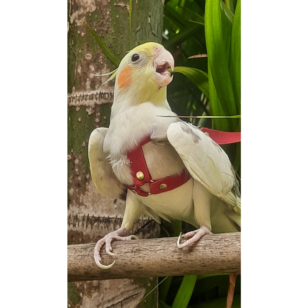 Coleira para Calopsita Com Guia Peitoral Aves Periquito Aves Linha Premium Acessório Pet Oferta