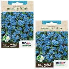 2X Sementes de Myosotis Indigo Azul Flores Jardins Vasos
