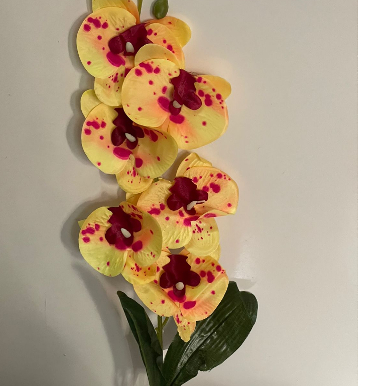 Orquídea 1 Haste com 6 Flores e 2 Folhas cc344 em Oferta na Shopee