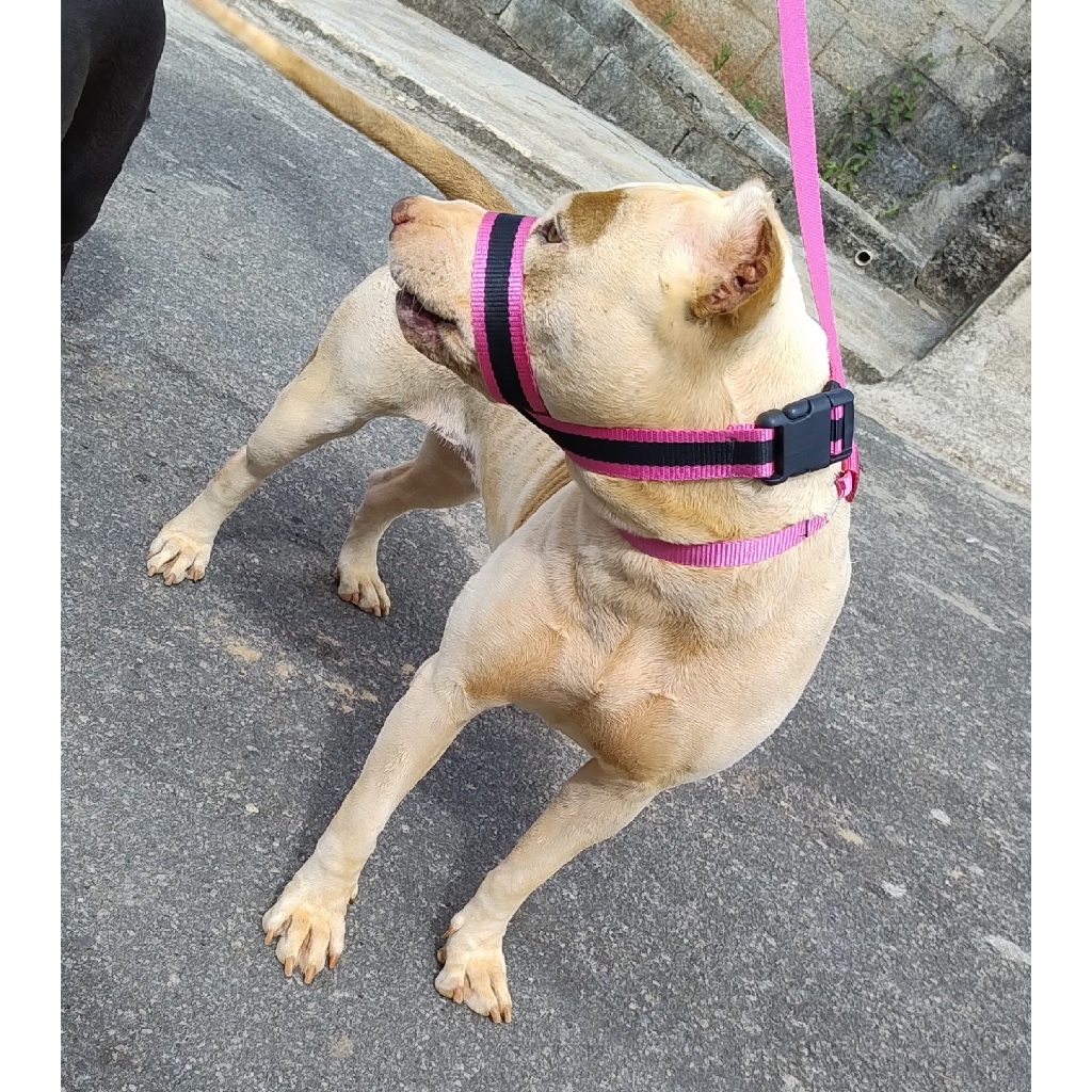 Nova Focinheira Premium Para Cachorro Regulável E Confortável Pitbull Golden Pastor Alemão