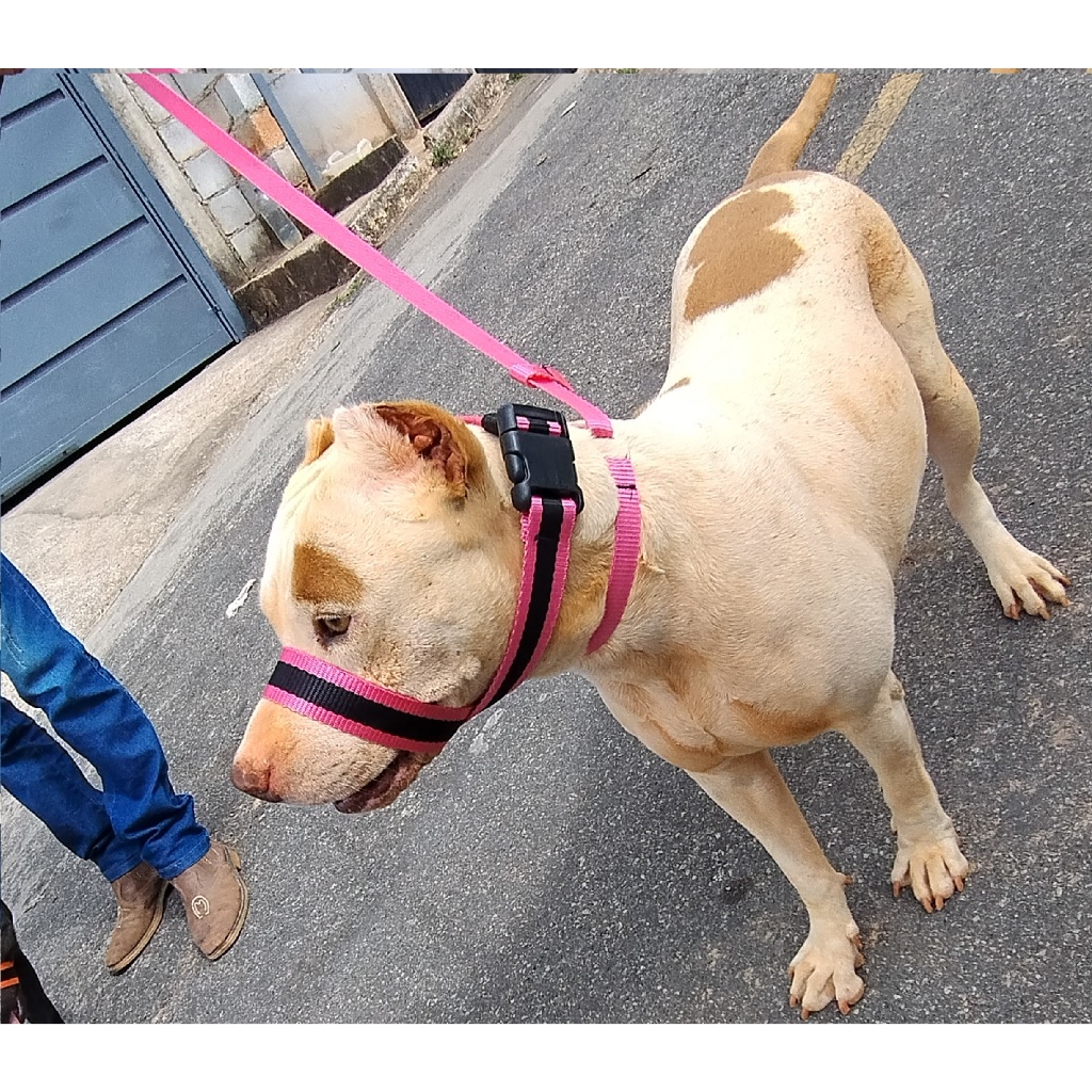 Focinheira Regulável Respirável + Guia Unificada Pitbull Rottweiler Husky Pastor Alemão
