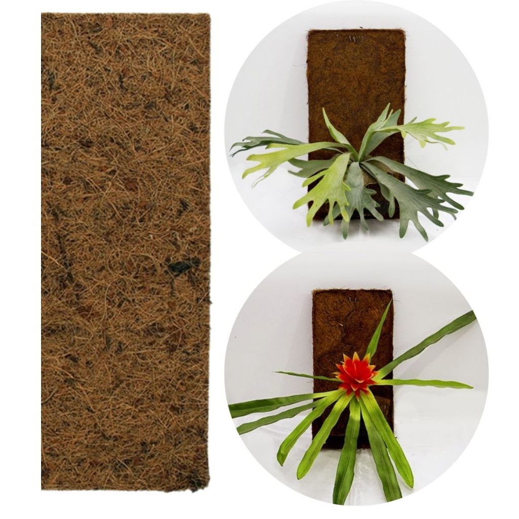 Placa Fibra de Coco Natural 80 x 20 cm Grande p/ Cultivo Orquídea Epífita Chifre Veado Xaxim Sustentável Nutriplan