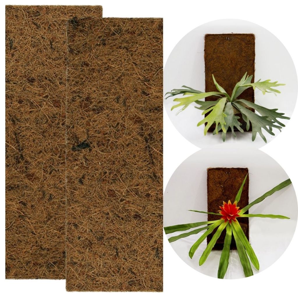 Kit 2 Placa Fibra de Coco Natural 80 x 20 cm Grande p/ Cultivo Orquídea Epífita Chifre Veado Xaxim Sustentável Nutriplan