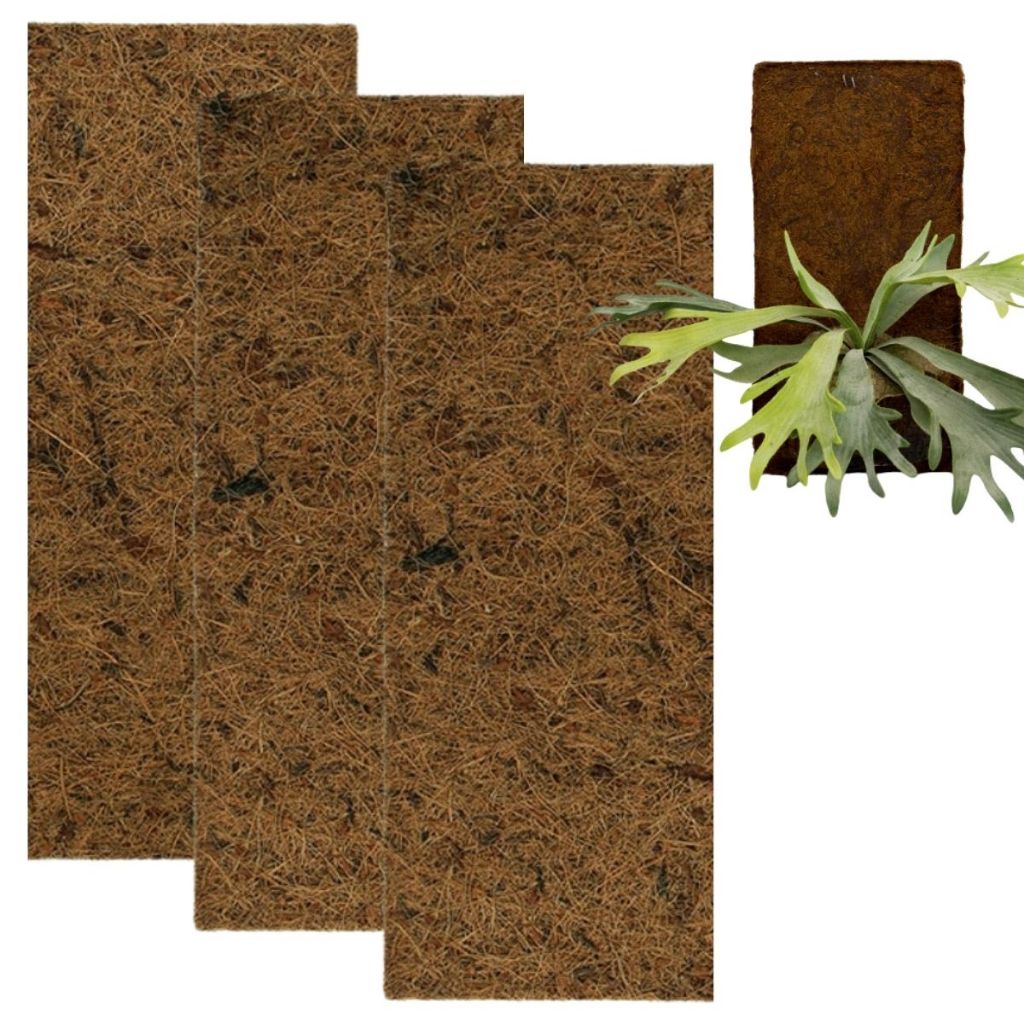 Kit 3 Placa Fibra de Coco Natural 80 x 20 cm Grande p/ Cultivo Orquídea Epífita Chifre Veado Xaxim Sustentável Nutriplan