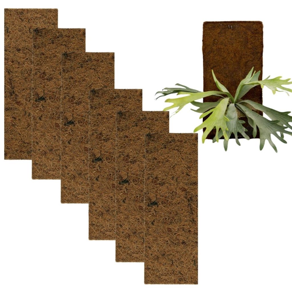 Kit 6 Placa Fibra de Coco Natural 80 x 20 cm Grande p/ Cultivo Orquídea Epífita Chifre Veado Xaxim Sustentável Nutriplan