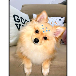 Adesivos Pets 2 Cartelas Tipo Piercing Cães e Gatos Banho e Tosa