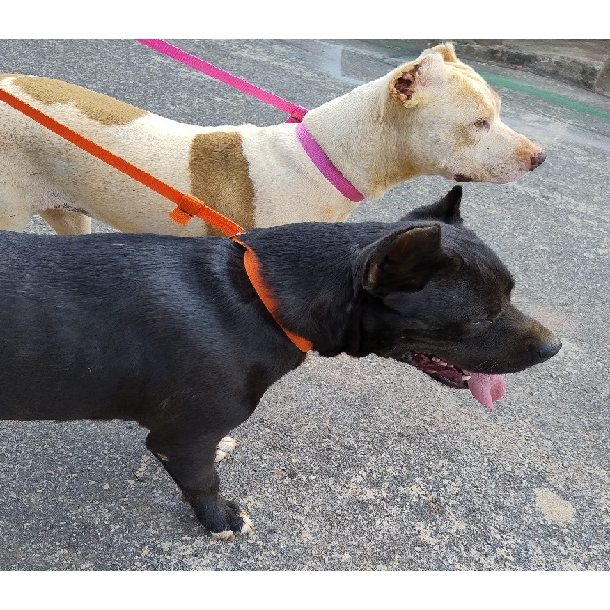 Guia Coleira Enforcador Unificada Pet Cão Pitbull Para Passeio Adestramento.