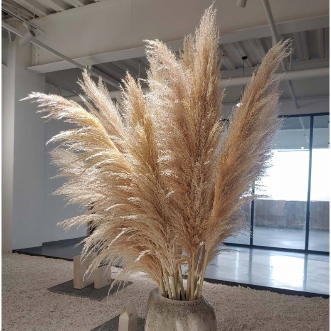 kit com 10 Plumas Natural / Capim dos Pampas