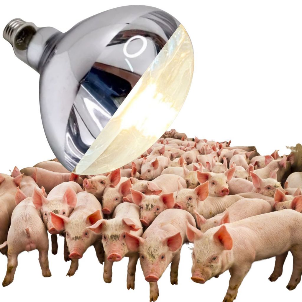 Lâmpada para Aquecer Leitão | BuscaProdutos