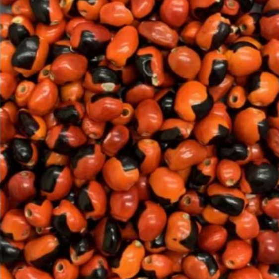50 unidades fava de Exú olho de cabra com furo plidas e tratadas.