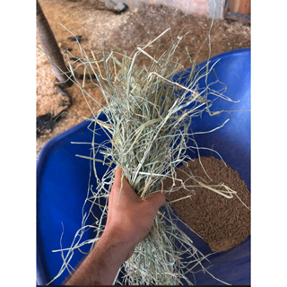 2 kg de Feno Pequenos Pets Super Premium Para Coelhos, Porquinho Da Índia e Roedores em Oferta na Shopee