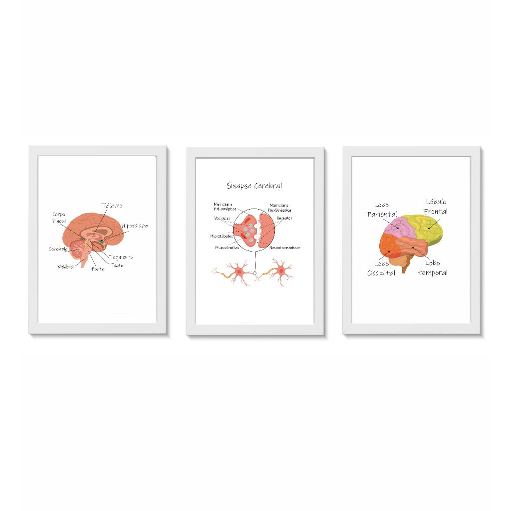 Kit 3 Quadros Decorativos Consultório Médico Cérebro 30x40cm A3 Molduras Madeira Vidro Brancas