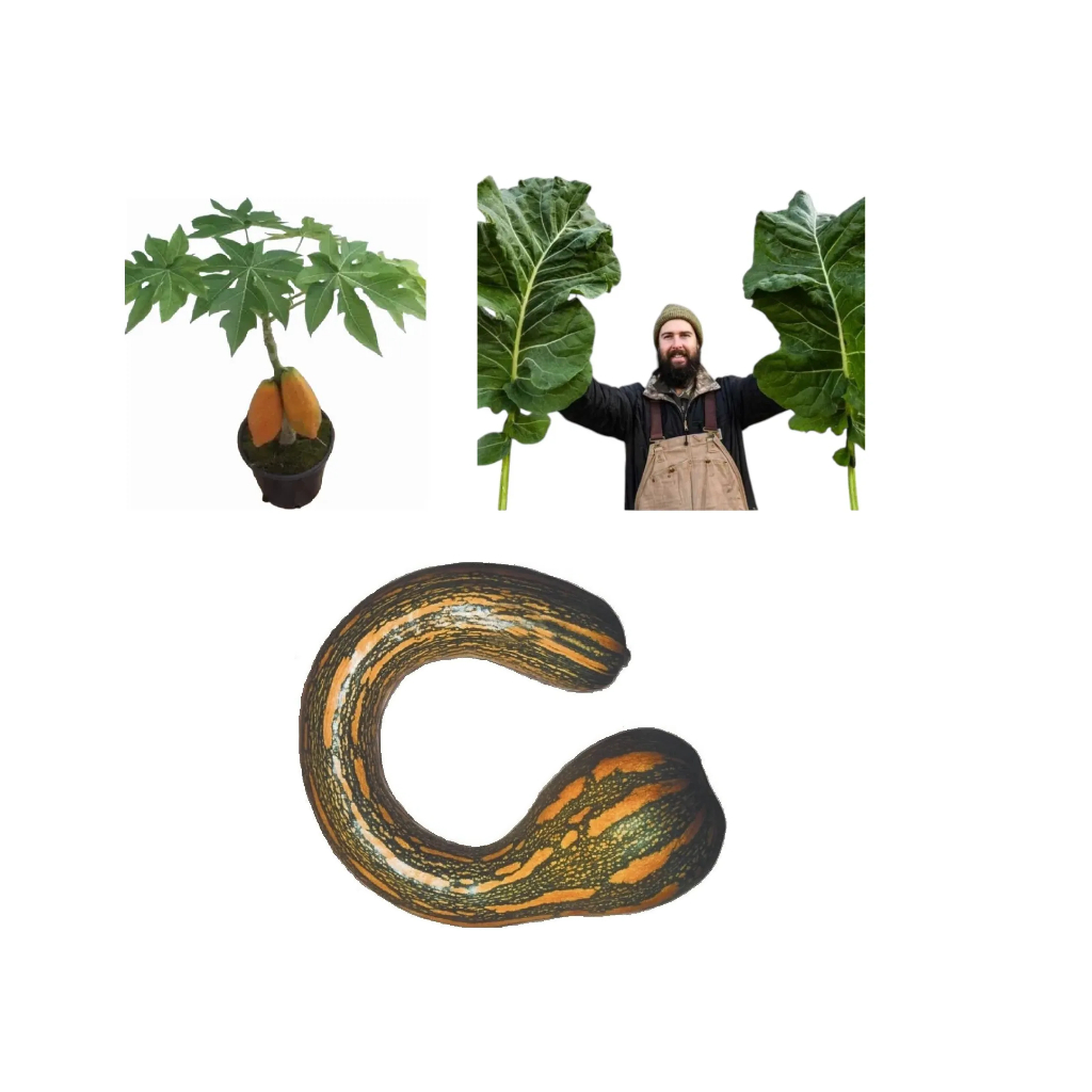 Couve Gigante + Mamão Anão+Sementes Moranga Rajada Gigante