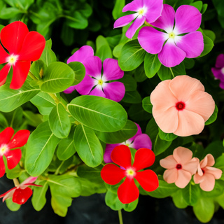 Sementes Vinca Anã Sortida em Oferta na Shopee