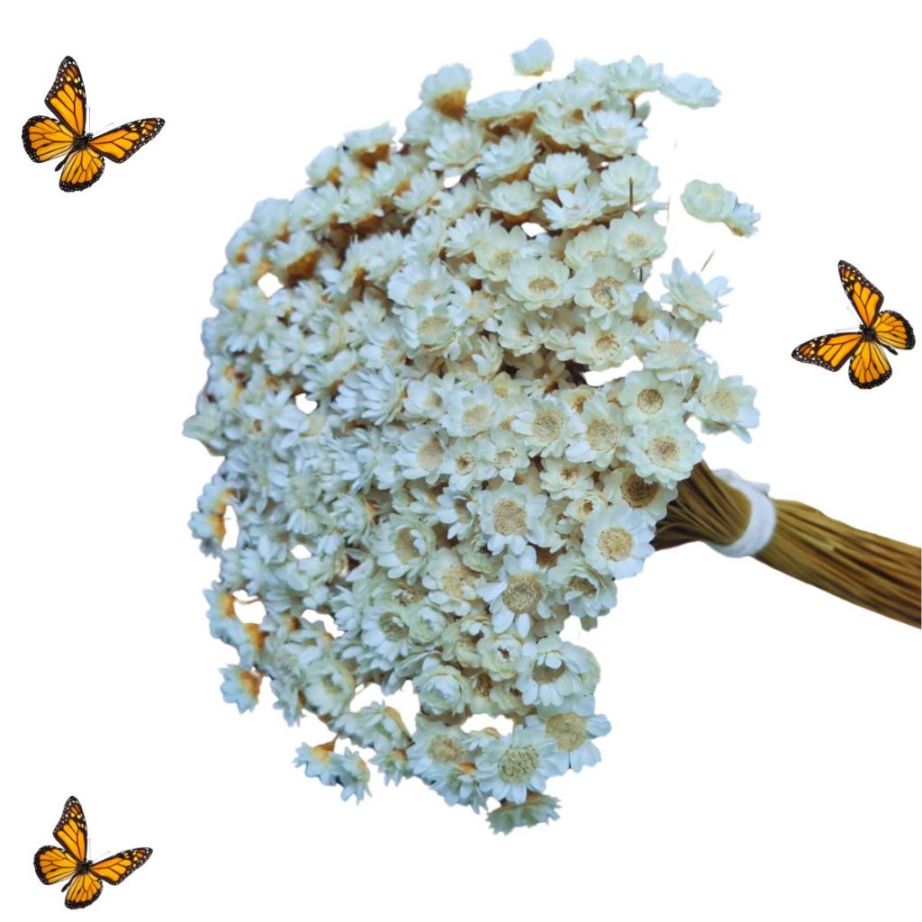 Conjunto de Florzinha Sempre Viva Branca Premium  até 600 Flores para Decoração e Artesanato