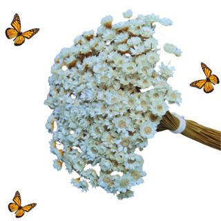 Kit Florzinha Sempre Viva Branca Premium  até 600 Flores para Decoração e Artesanato em Oferta na Shopee