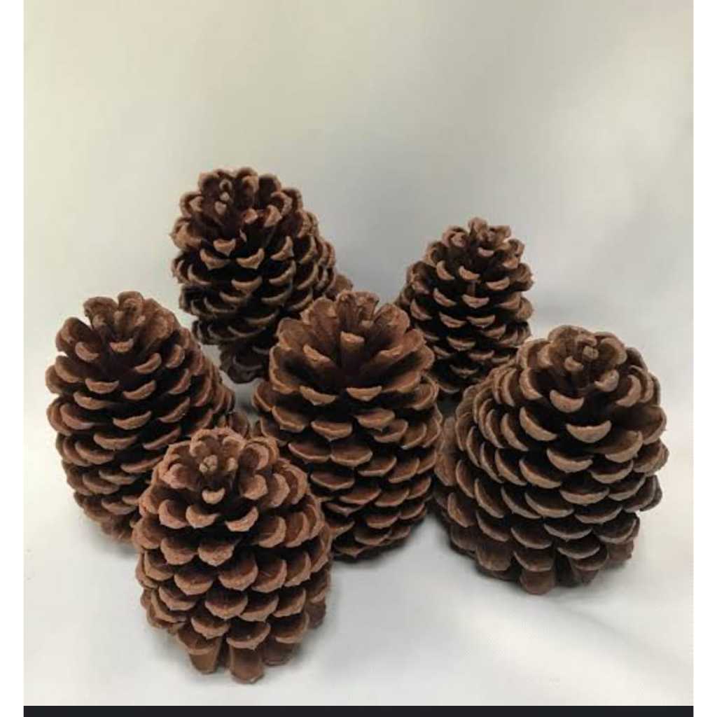 Pinhas Naturais  para decoração Natal