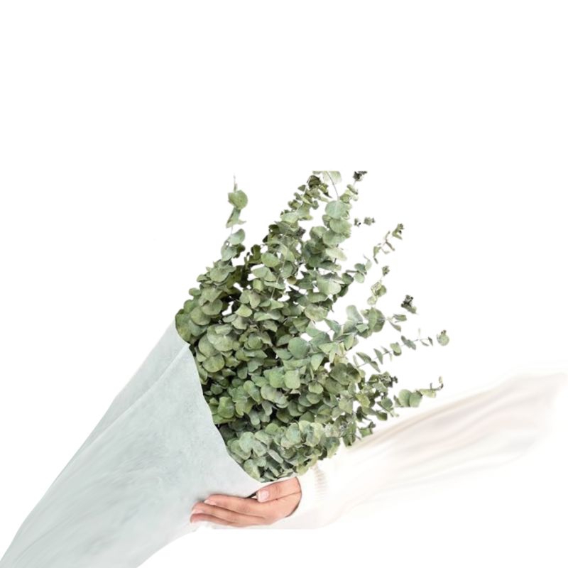 Eucalipto Natural Cheiroso - Elcalipto Para Vaso Decoração 20 Galhos Secos Novos Desidrata...