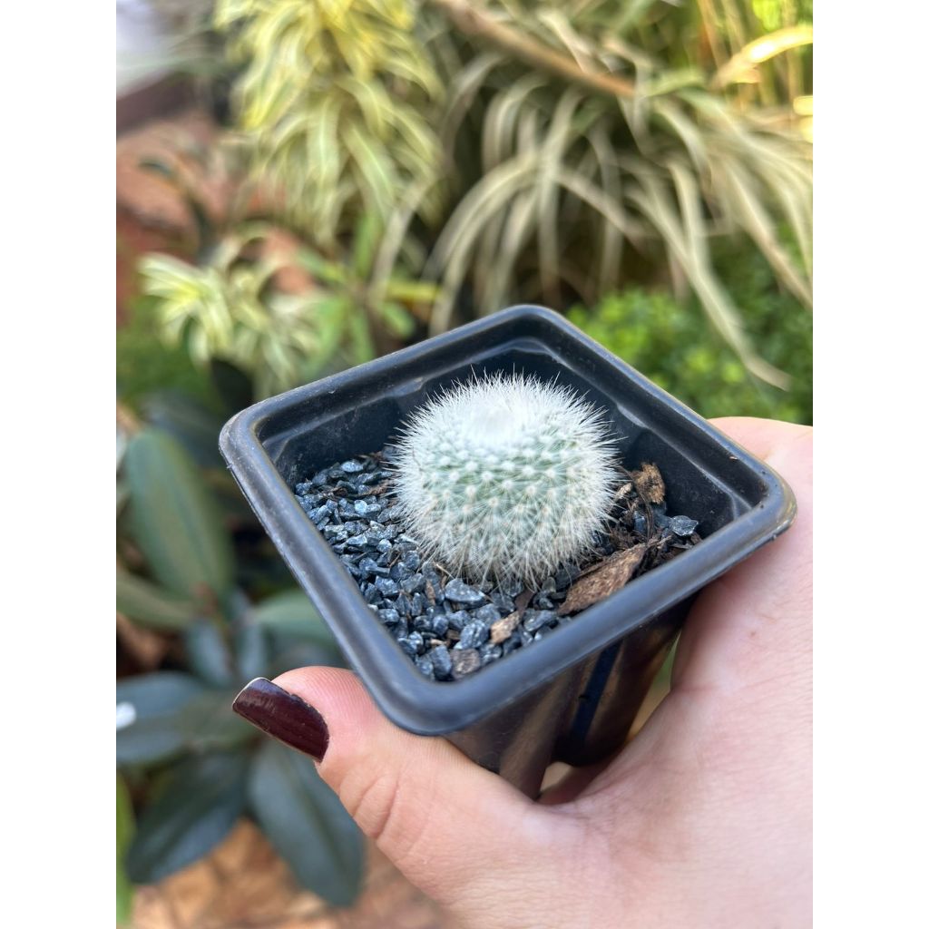 Cacto Cabeça de Velho | Mammillaria bocasana | Planta Rara e Decorativa