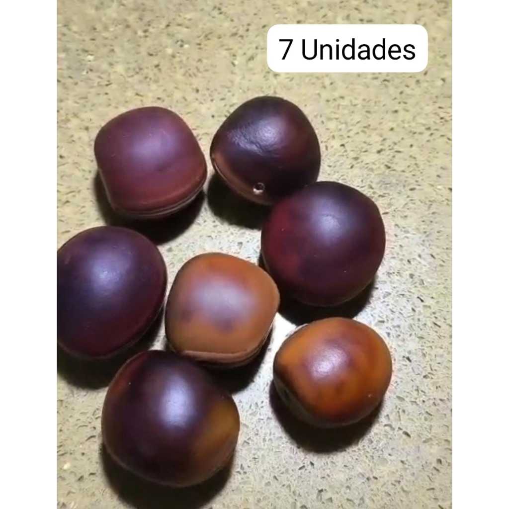 Sementes Olho de Boi Natural Com Furo Artesanalmente Limpas Polidas  Semente Mucunã Furo Furada Amuleto Proteção Umbanda