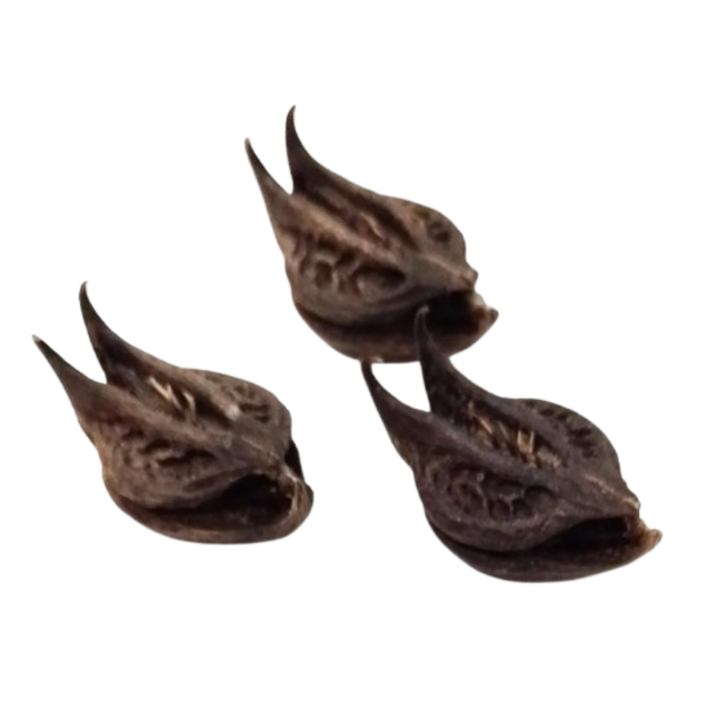 Garras de Exu/Unhas de Pomba Gira - KIT 3 UNIDADES - Fava Umbanda Candomblé Assentamento
