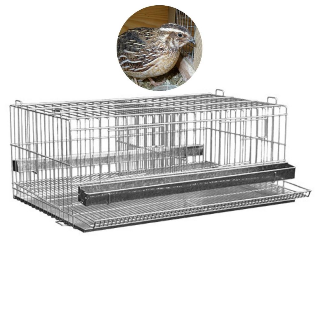 O que é Codornas Gigantes? Guia e Onde Comprar | BuscaProdutos