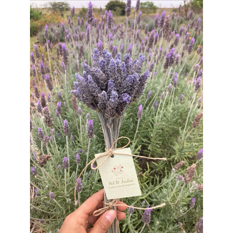 Buquê de Lavanda Desidratada: Onde Comprar | BuscaProdutos