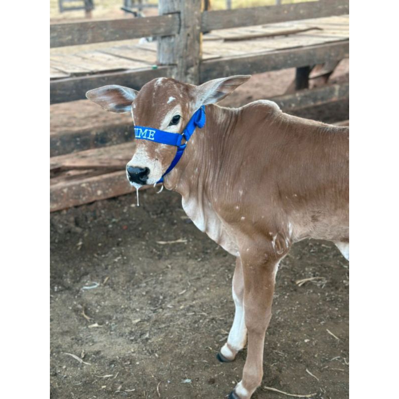 cabresto para bezerros recém nascido com nome parsonalizado de sua preferência, direto da fábrica em Oferta na Shopee
