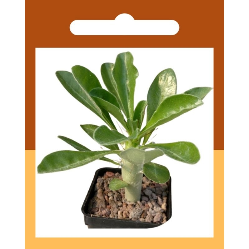 20 sementes de pachypodium Saundersii