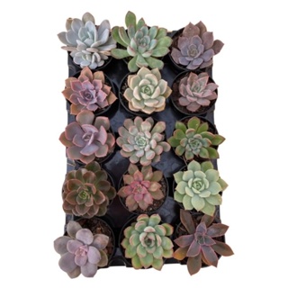 Suculentas kit com 10 vasinhos para lembrancinhas em Oferta na Shopee
