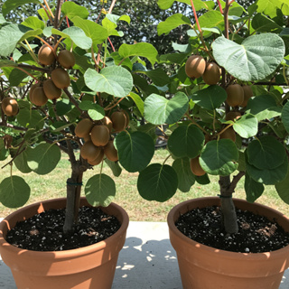 pacote sementes de kiwi para vasos em Oferta na Shopee