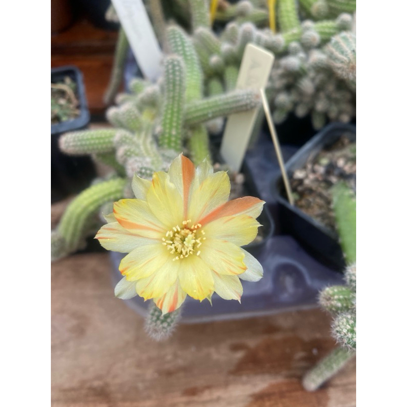 Cacto Amendoim - Comprar com Melhor Preço em Lanches