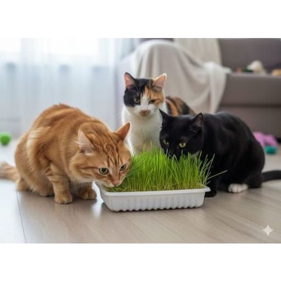 Graminha incrível para  gatos filhotes e adultos 50 g Catdog em Oferta na Shopee