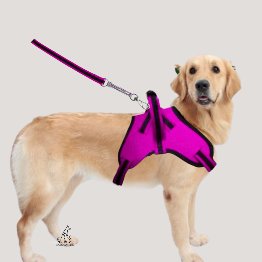 Coleira Peitoral Cachorros Portes Grandes Médios com Guia Amortecedor dog pet grande varias cores em Oferta na Shopee