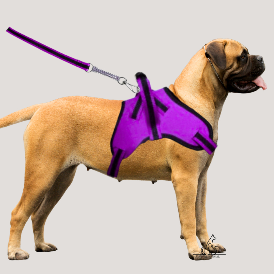 Coleira Peitoral Guia com Amortecedor Peiteira Para Cachorros Fortes em Oferta na Shopee