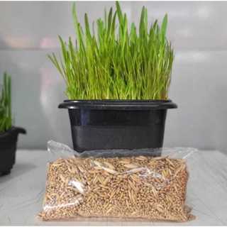 Graminha Gatos Auxilia Na Digestão 150 gramas em Oferta na Shopee