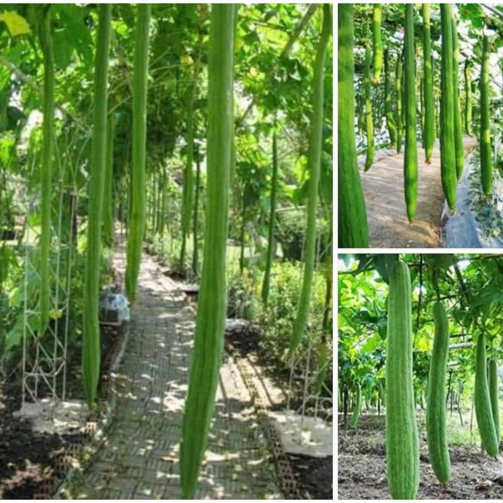 10 Sementes de Bucha de Metro Gigante | Natural e Fácil de Cultivar em Oferta na Shopee