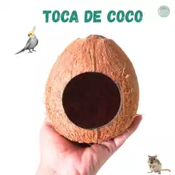 Toca de coco para aves e roedores hamster, gerbil, topolino,twister.
