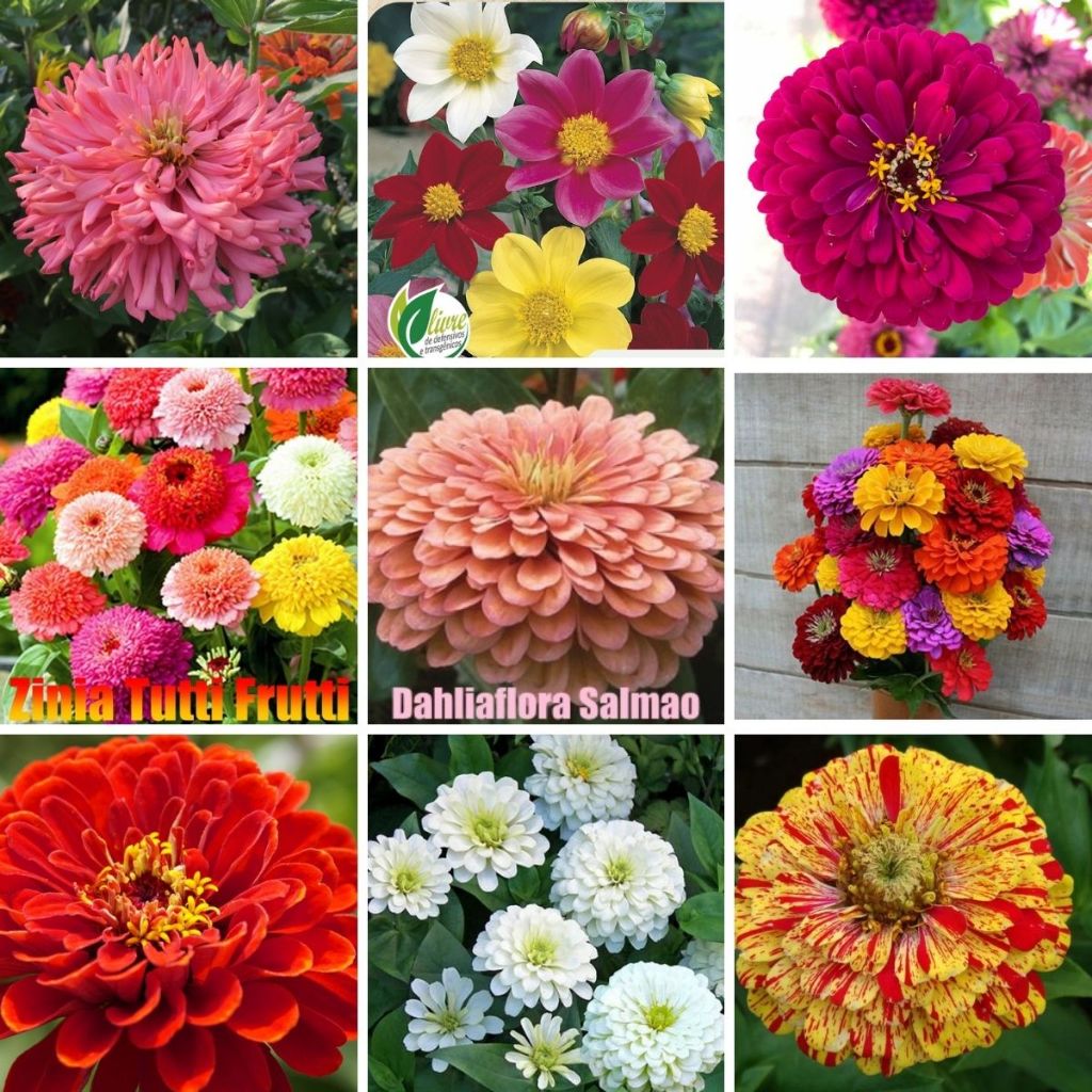 Sementes de Dalia/Zinias Dobrada Dahliaflora/Carrossel/Tutti Frutti/Gigante Branca/liliput/Cactos/Salmao Para Vasos