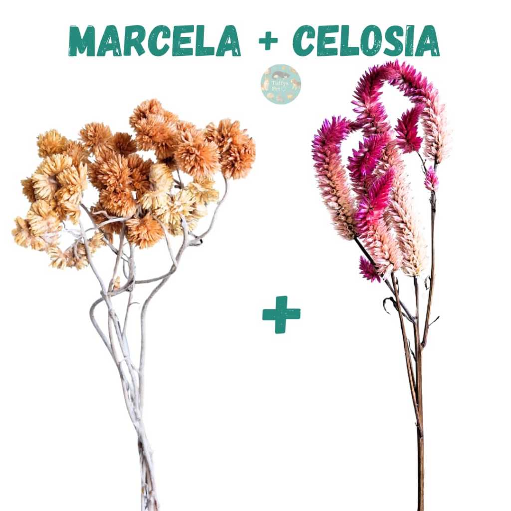 Celosia + Marcela kit Sprays, roedores, hamster, gerbil