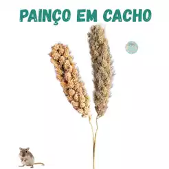 Painço cacho petisco para roedores, hamster, gerbil, roedores