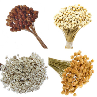 Flores Desidratadas secas arranjos Florzinhas preservadas Sempre vivas Botões Espetas Cabeças Jazida em Oferta na Shopee